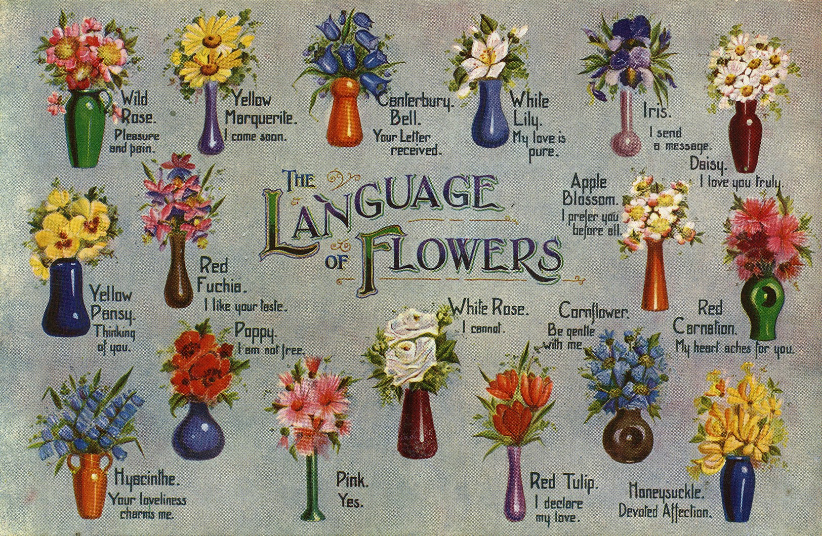 Language Of Flowers And Their Meaning Choice Flowers