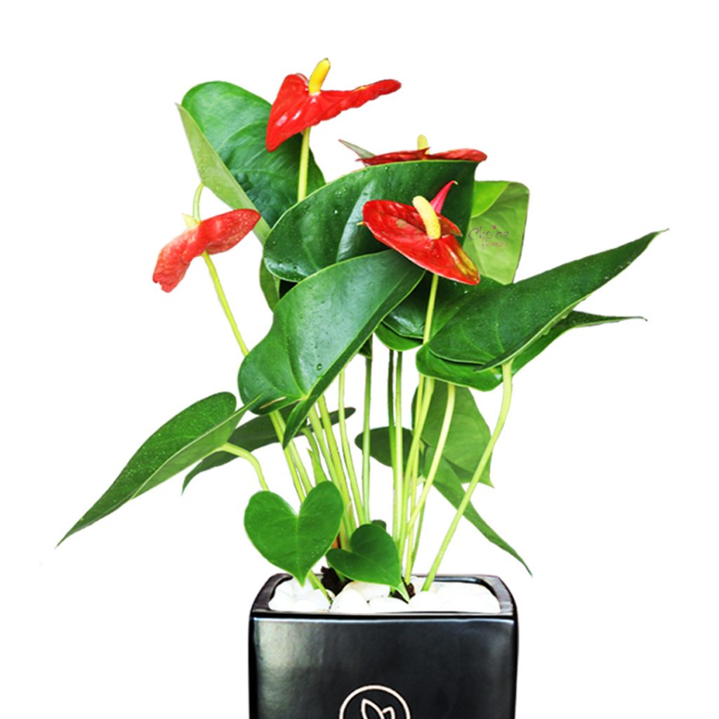 Anthurium Plant in Premium Vase | Anthurium Plant Online