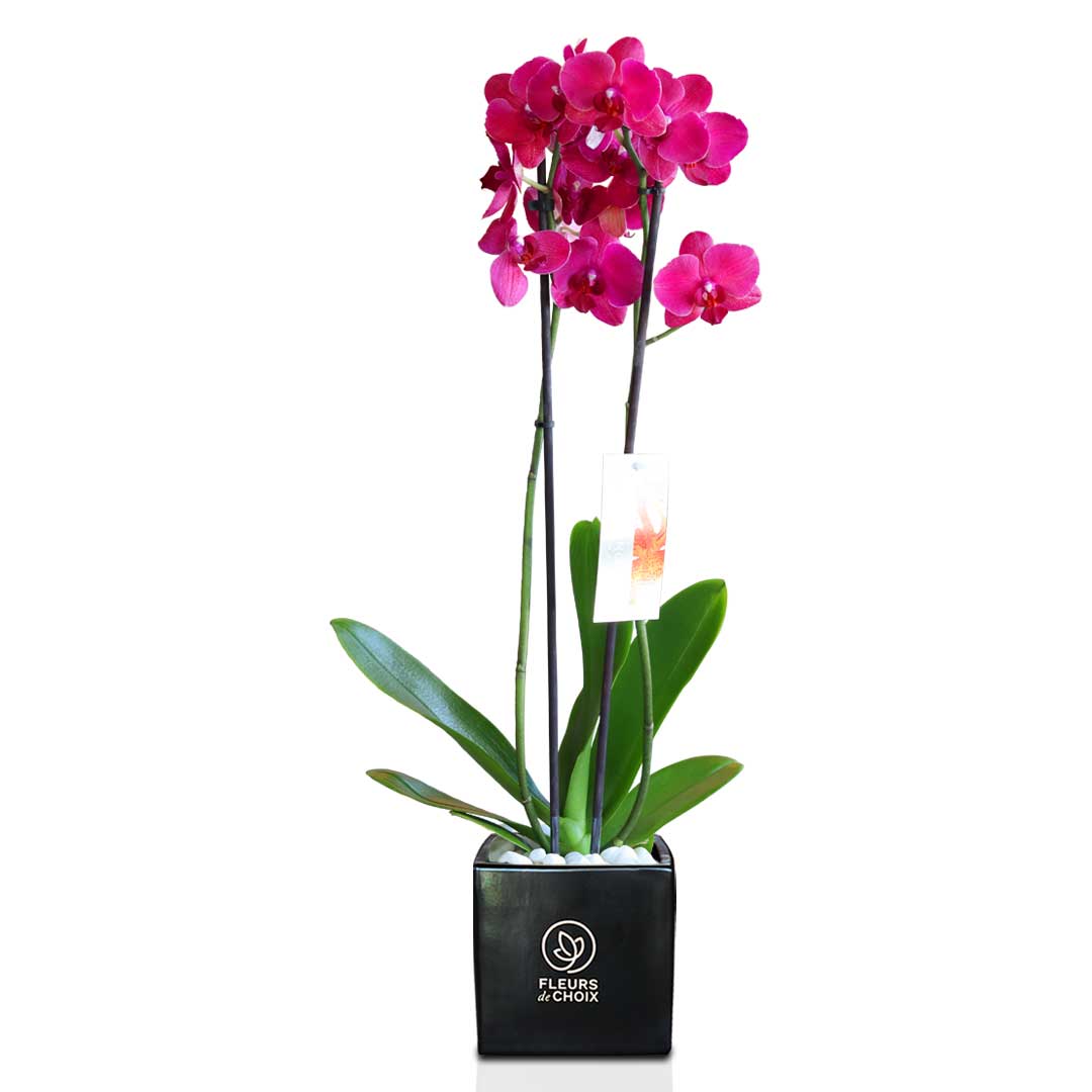 Purple Orchid Phalaenopsis Plant | Phalaenopsis Double Purple