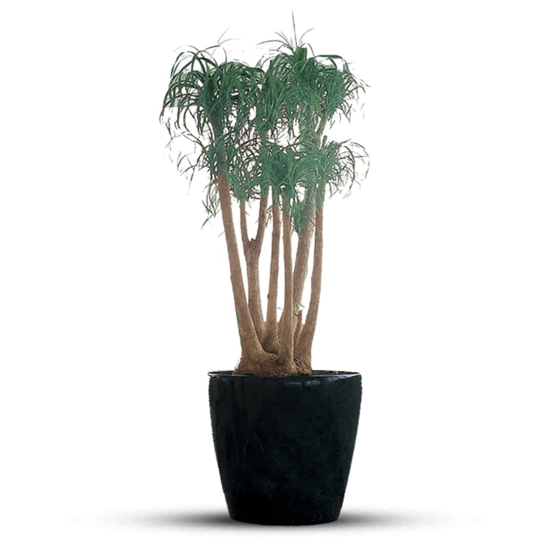 Nolina Indoor Plant Online | Indoor Plant Delivery UAE