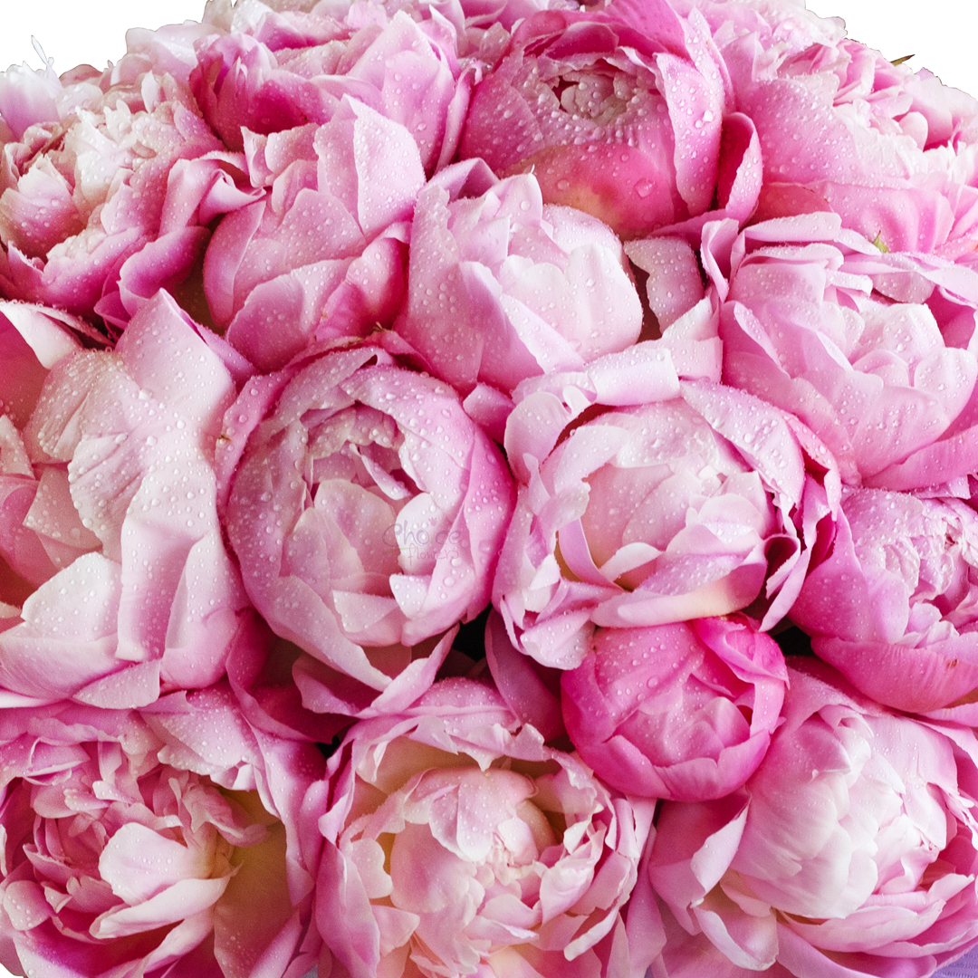 Everlasting Love Peonies - Choiceflowersuae