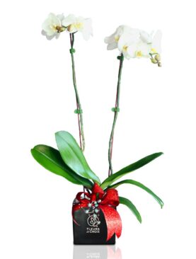 Phalaenopsis Double ( White)